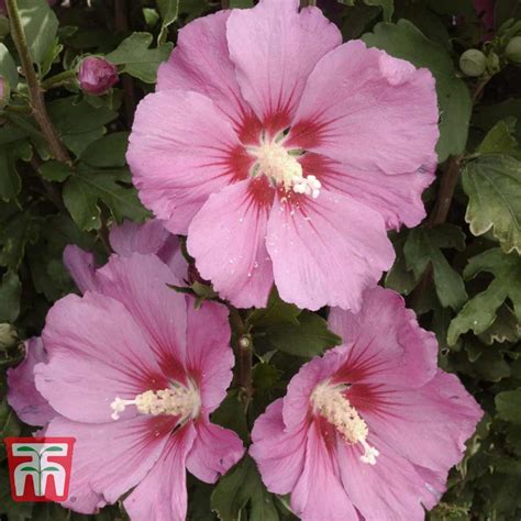 Hibiscus Syriacus Pink Giant Plants Thompson And Morgan