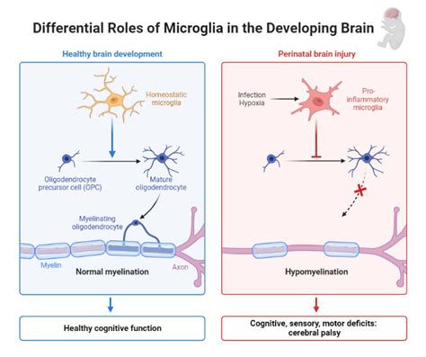 Differential Roles of Microglia in the Developing Brain | BioRender ...