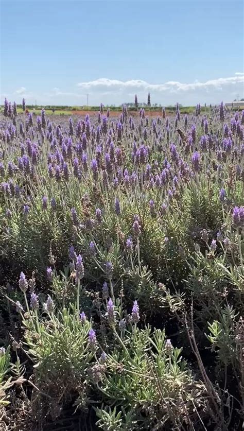 Passeio Pelos Campos De Flores Em Holambra Saiba Como Funciona Artofit