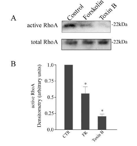 Affinity Precipitation Of Cellular GTP Rho By Pull Down Assay A CD8