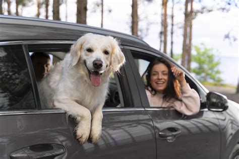 Como Transportar Cachorro De Grande Porte Em Carros