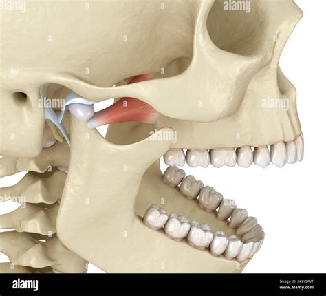 Tmj The Temporomandibular Joints Healthy Occlusion Anatomy Medically