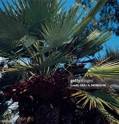 Saw Palmetto Tree Photos And Premium High Res Pictures Getty Images