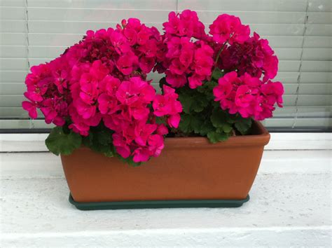 Geraniums | Geraniums, Window boxes, Plants