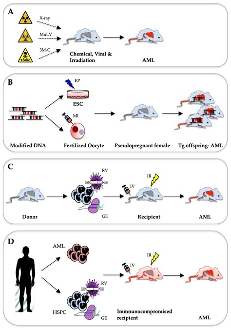 Ijms Free Full Text Murine Models Of Acute Myeloid Leukaemia