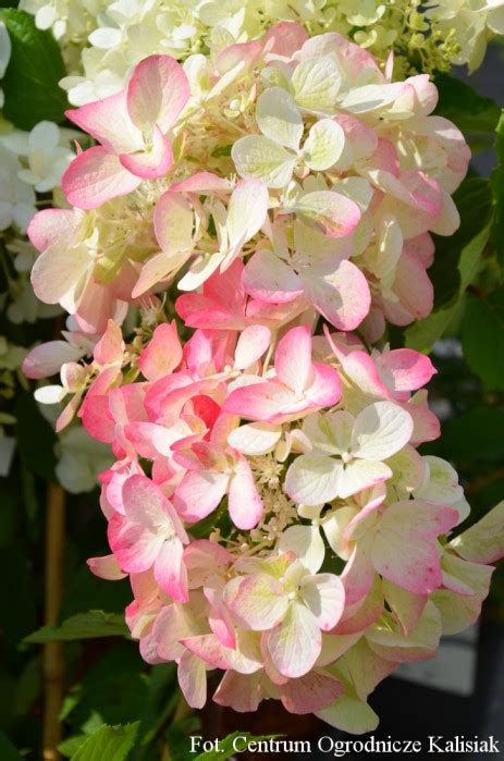 Hydrangea Paniculata DIAMANT ROUGE Rendia Hortensja Bukietowa