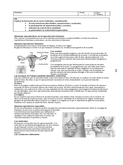 Biología Guía 1 Reproducción Ciencias Naturales 7to Pdf Ciclo Menstrual Ovario