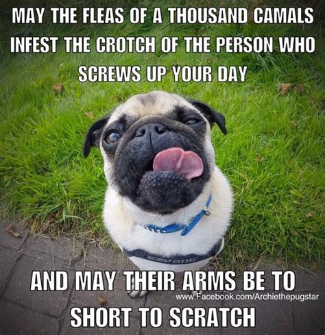 Timeline Photos Archie The Pug Star Pugs Cute Pugs Pugs Funny