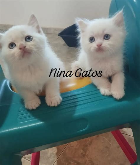 Gato Angorá Preço - "filhotes de gatos angora" - Gatos no Brasil