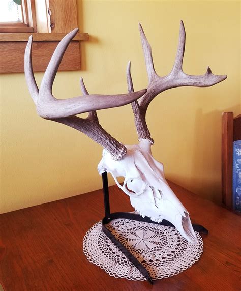 European Skull Mount Table Top Display Etsy