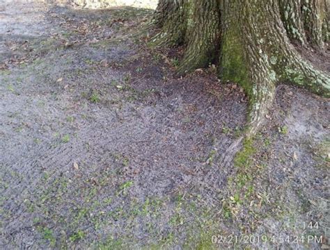 Planting Under Live Oak Walter Reeves The Georgia Gardener