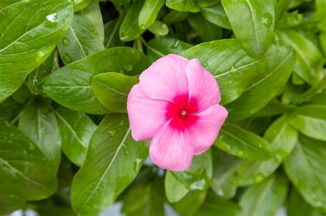 Premium Photo Catharanthus Roseus Commonly Known As The Madagascar