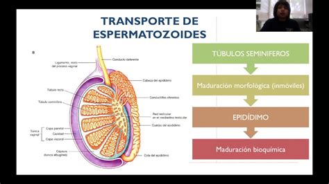 Fecundaci N Transporte De Gametos Youtube