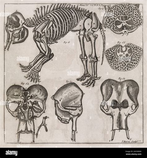 Elephant anatomy. 18th-century journal page illustrating varied aspects ...