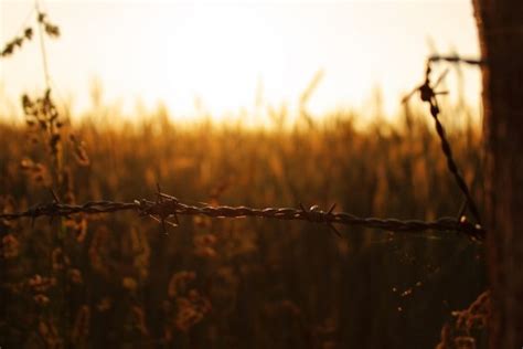 Free Images Landscape Tree Nature Horizon Branch Light Fence