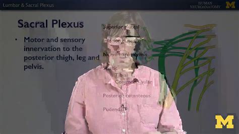 Nervous System Lumbar And Sacral Plexuses Youtube