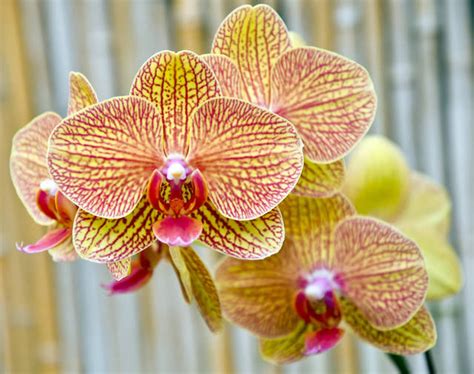 beautiful exotic  garden island