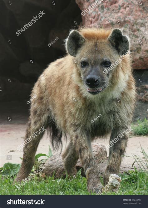 Hyena Standing Over Bone Stock Photo 16243747 | Shutterstock