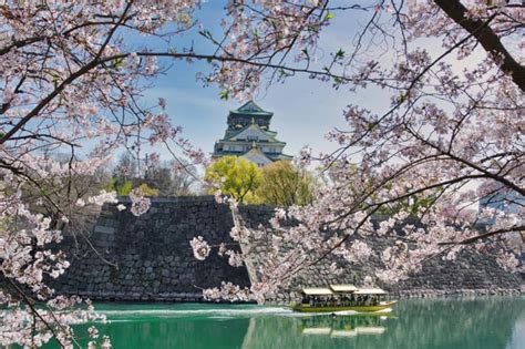 Cherry blossoms in Osaka Castle Park : r/japanpics