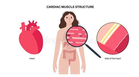 Cardiac Tissue Cells Stock Illustrations 359 Cardiac Tissue Cells