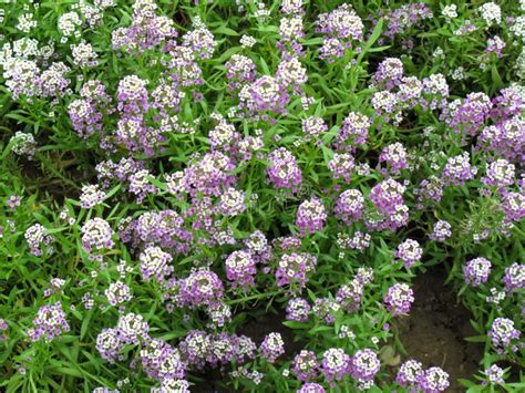 Purple Alyssum Close Up in the Garden Stock Photo - Image of blossoming ...