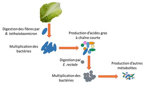 Les Microbiotes Humains Des Alliés Pour Notre Santé Encyclopédie De