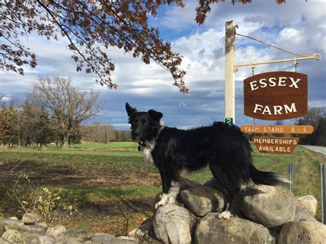 Essex Farm Milk Flavors Essex On Lake Champlain