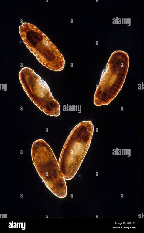 Fruit Fly Drosophila Melanogaster Embryos At 12x Magnification Spain