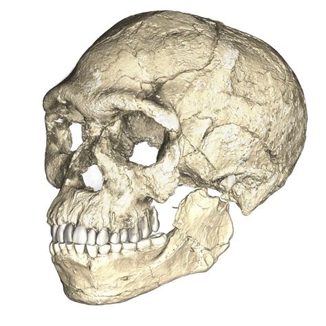 La D Couverte Des Fossiles Des Plus Anciens Homo Sapiens Remet En