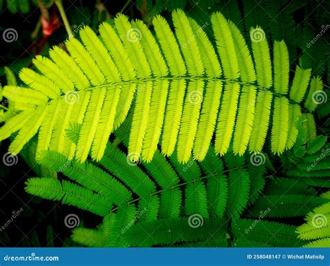 Cha Leaves Are Arranged In Row Stock Image Image Of Herb Green