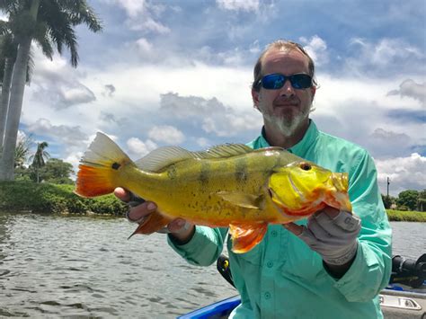 Caught A Butterfly Peacock Bass On Lake Ida Fl Using A Xrap