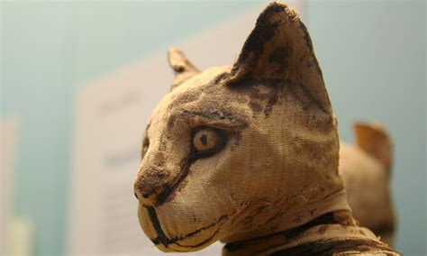 Cat In Ancient Egypt Mummies