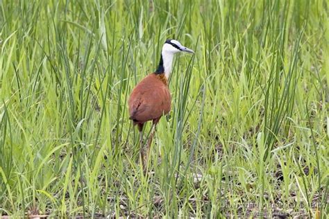 Jacana Africana Actophilornis Africanus La Hembra Es El Sexo Dominante