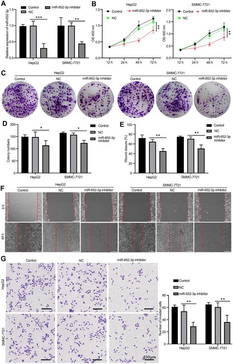 Figure From Hypoxic Bmsc Derived Exosomal Mir P Promotes