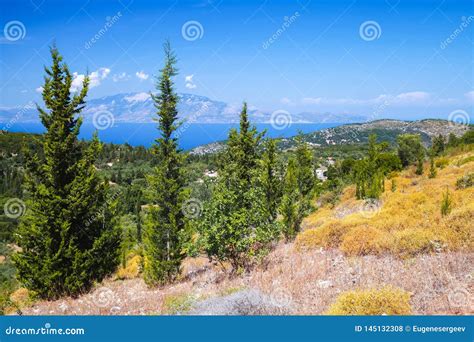 Wild Cypress Trees Coastal Greek Landscape Stock Photo Image Of