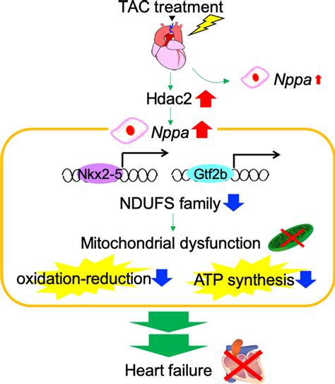 A Summary Of The Molecular Mechanisms In The Process Of Heart Failure