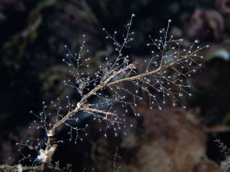 Athecate Hydroid Eudendrium Rameum Cnidaria Fauna