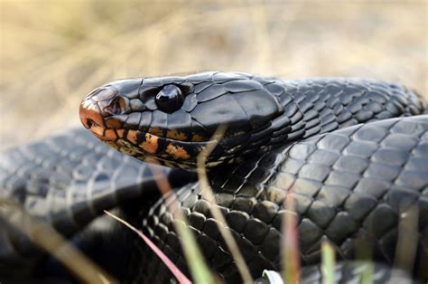 Indigo Snake (Drymarchon couperi) - The Lazy Naturalist - Sarasota, Florida