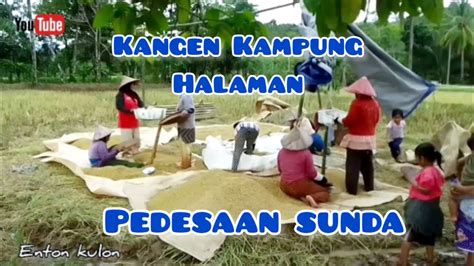 Suasana Pesawahan Sunda Bikin Rindu Kampung Halaman Pedesaan Pelosok