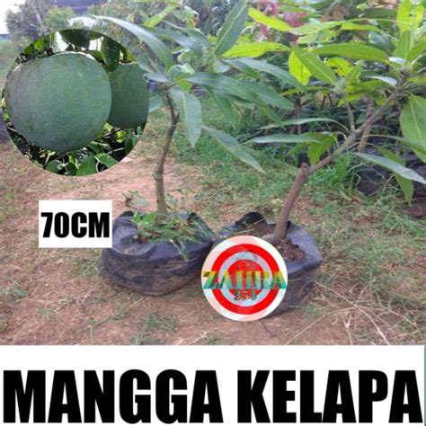 Jual Bibit Mangga Kelapa 70cm Shopee Indonesia