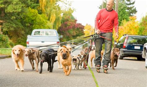 Trabajo De Paseador De Perros