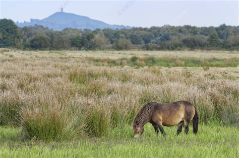 Exmoor Pony Stock Image C0579566 Science Photo Library