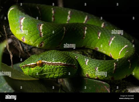 A Bornean Keeled Green Pit Viper Tropidolaemus Subannulatus Waits In