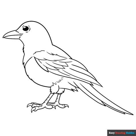 Magpie Coloring Page Easy Drawing Guides