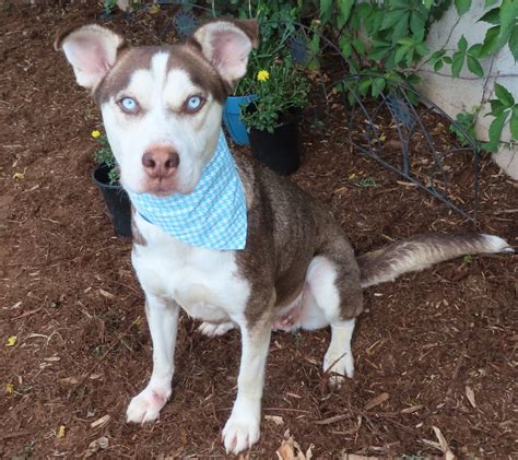 Photos Okc Shelter Overrun With Adorable Pups Oklahoma City