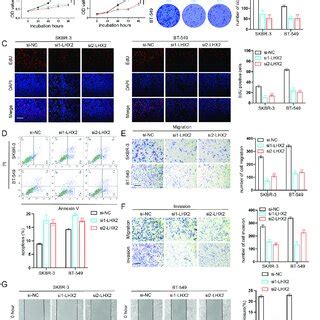 Downregulation Of Lhx Inhibited Breast Cancer Cell Proliferation