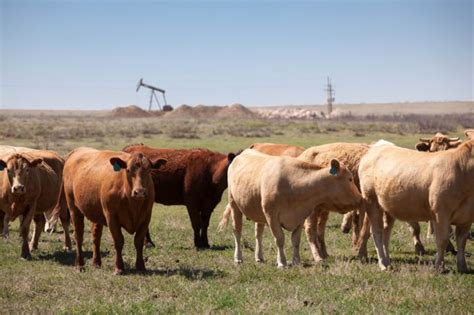 Free picture: farms, farming, cows