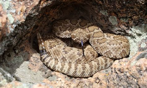 Discover The 12 Types Of Rattlesnakes In California Imp World