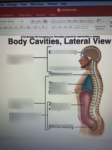 Body Cavities Lateral View Diagram Quizlet