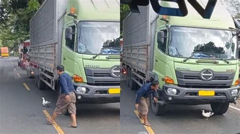 Sopir Truk Kejar Kejaran Dengan Itik Akhirnya Bikin Jalanan Macet